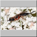 Endomopoda phragmitidis - Schlupfwespe w01a 12mm - OS-Hasbergen Wiese det06.jpg